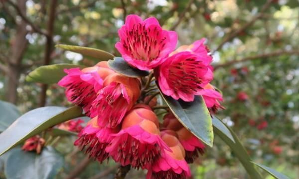 红花荷|养花试试这款,用塑料薄膜覆盖,既能保暖防寒,又能保持室内水分