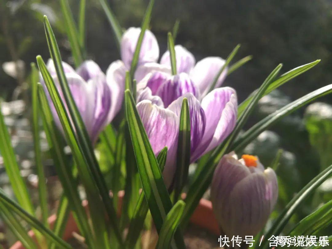 风信子|懒人适合养什么花,浇水少,不挑土,它比人还懒!