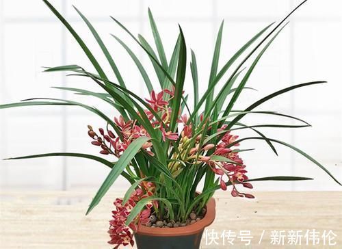 发芽|兰花和君子兰不开花、不长叶、不发芽？问题就在三点，试试吧