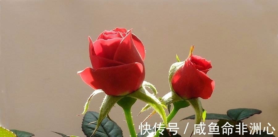 后悔|在6天后，旧爱后悔，起身来找，四大星座心难拒绝，再度原谅