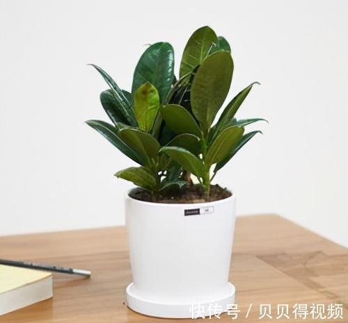 养好橡皮树,要注意这些,新芽呼呼窜,枝干能有手臂粗