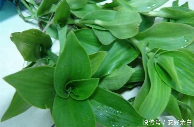 野外常见的4种草,种在花盆里太美了,下次见到别错过!