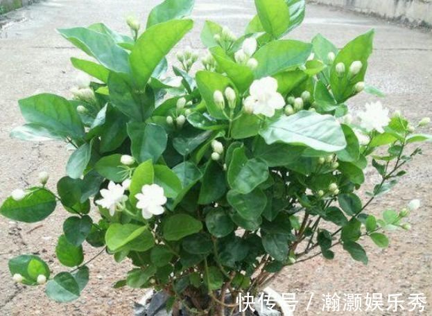 锦带花|4种花养了就爆盆,好养易活开花漂亮,花量大不操心,越养越喜欢