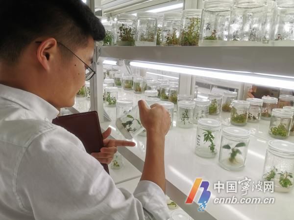 六年来宁波林场培育华顶杜鹃种苗2万多株