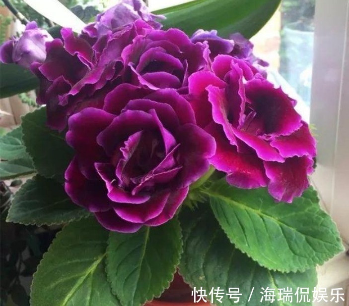 3种花,不仅名字超好听,花更漂亮,花一开美翻天,你养了吗