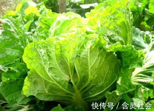 电磁场|入冬后,3种蔬菜别再买了,不然老人孩子遭殃,早知早受益