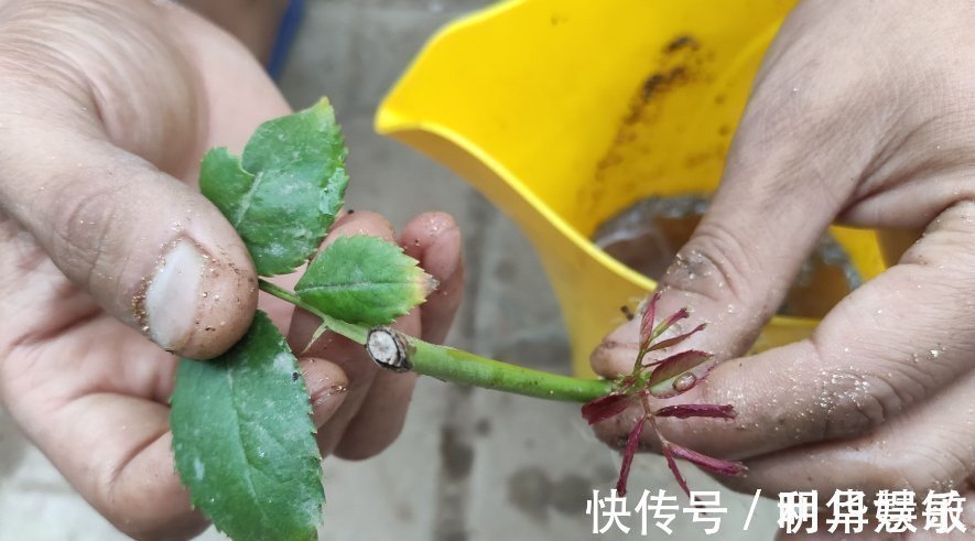 扦插|养花2种扦插方法,掌握“关键点”,扦插不再难,扦插一棵活一棵