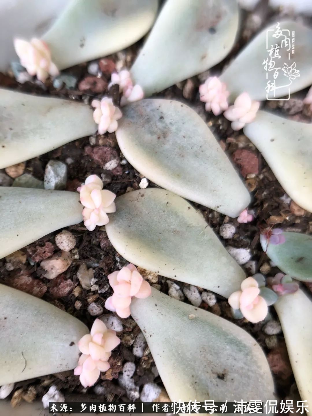 深秋里,种多肉、赏多肉、会肉友,马不停蹄快乐多!