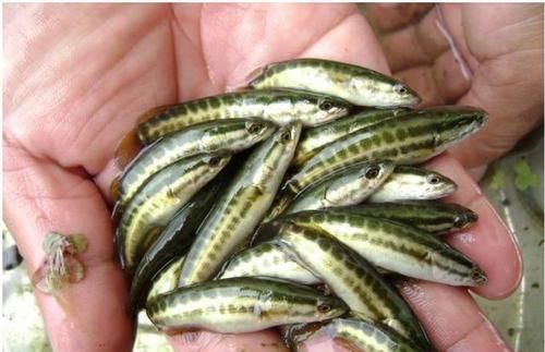 蛇头|鱼塘里横扫一切的黑鱼,连食人鱼都不怕,它们的天敌是什么鱼?