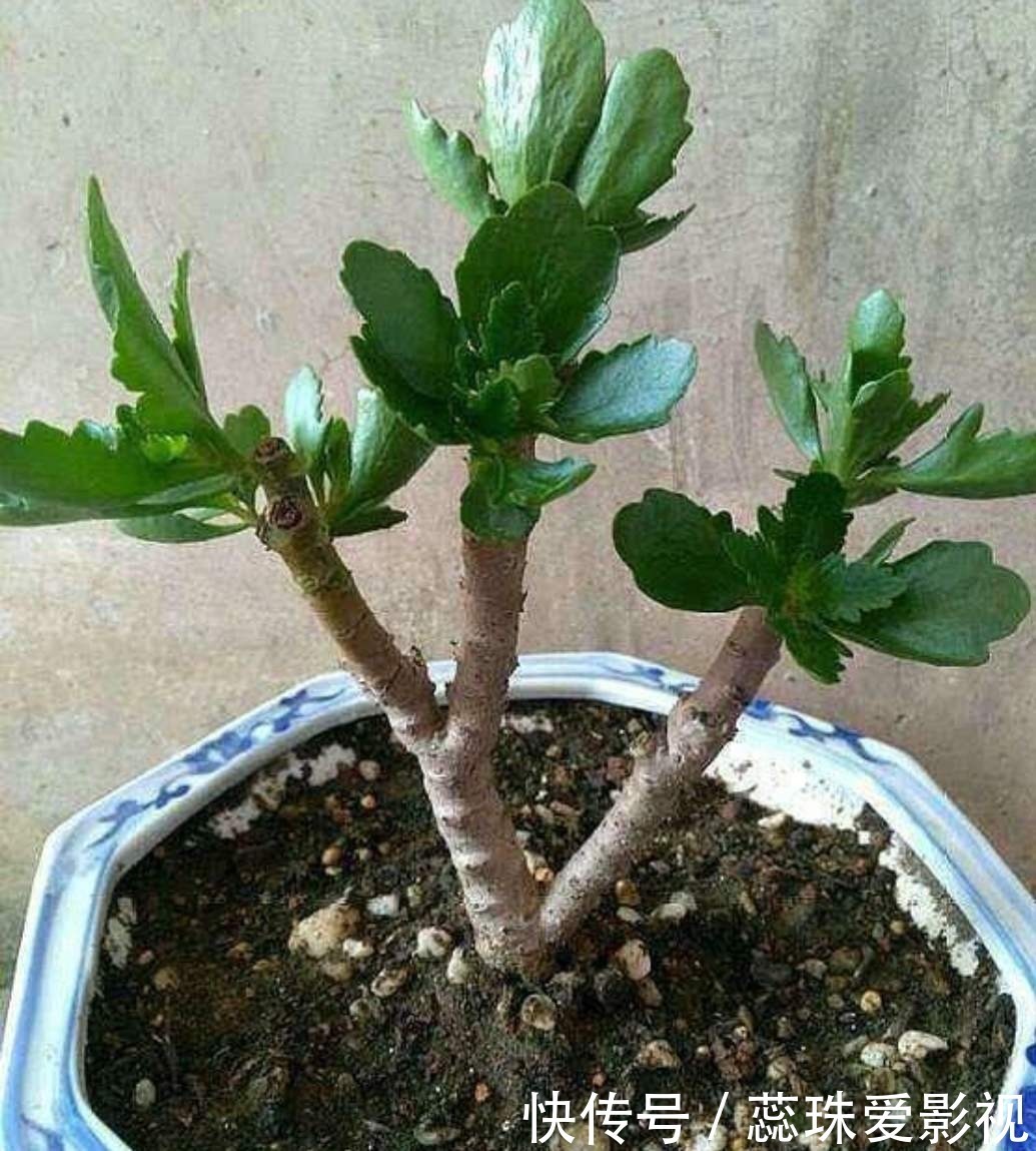 多菌灵溶液|美女养长寿花,狠心“撸光叶”,留下秃枝干,50天就成霸气老桩