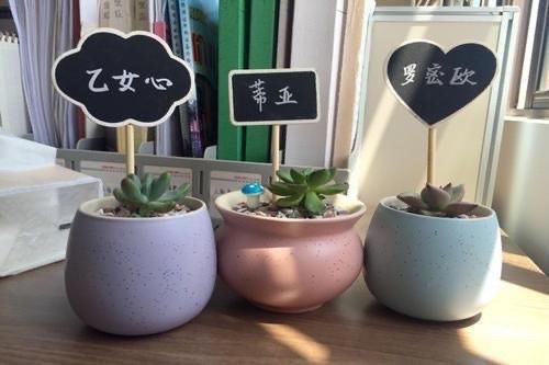 养好多肉需要的5个小物件,看起来不起眼,用起来很顺手也很实用