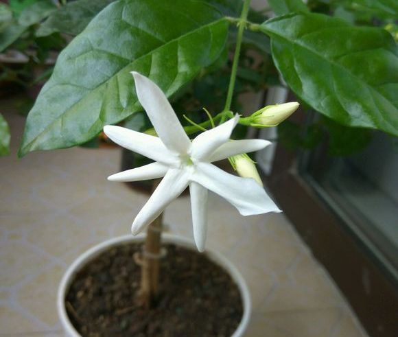 茉莉花徒长不开花老花匠新招数,修修剪,转转花盆,开花真不难