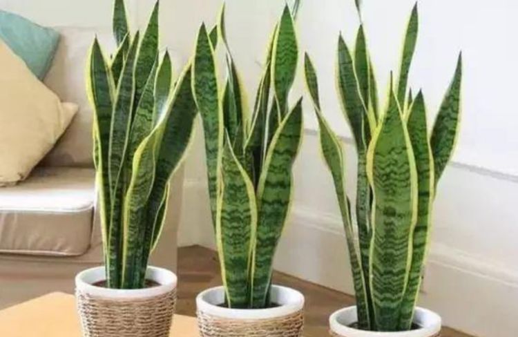 3种花养卧室,促进睡眠质量,植株漂亮上档次,一觉睡到自然醒