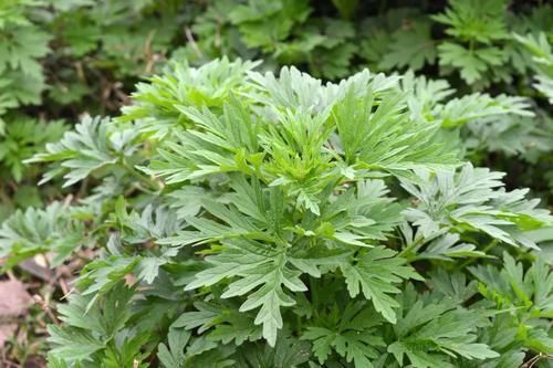 毒素|女人多吃3种天然“保宫”食物，排出毒素，子宫干净又健康