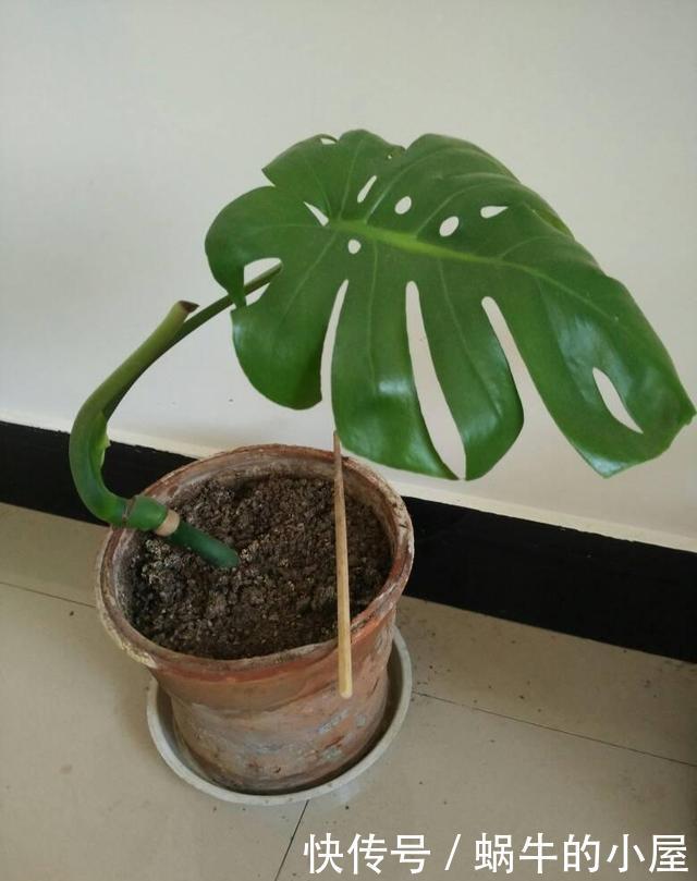龟背竹的扦插方法都在这里,两个月就能生根