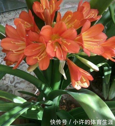 想要君子兰顺利开花,12月做好这几件事,花箭花苞长不停