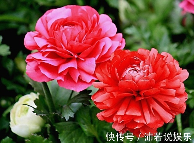 这5种花你可能一辈子都没见过，见过一种算你厉害！