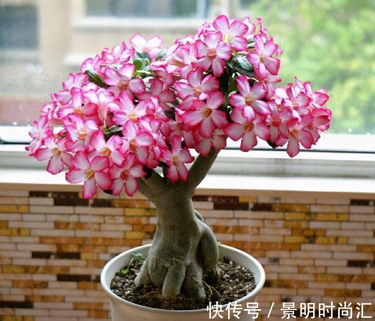 发财树|适合养在小盆里的3种花,用小盆,好养更健壮,别忽视