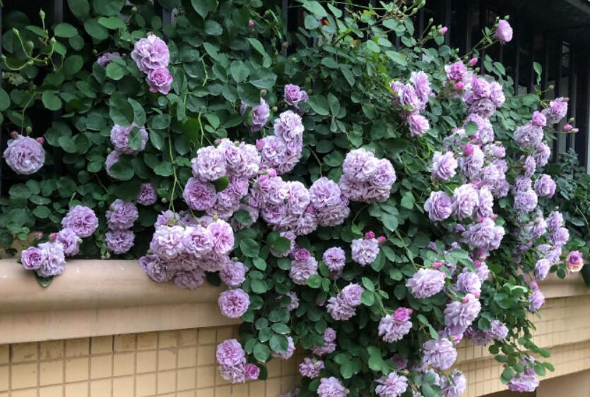 院子里栽花，选品种是关键，十大藤本月季，美成花海超治愈