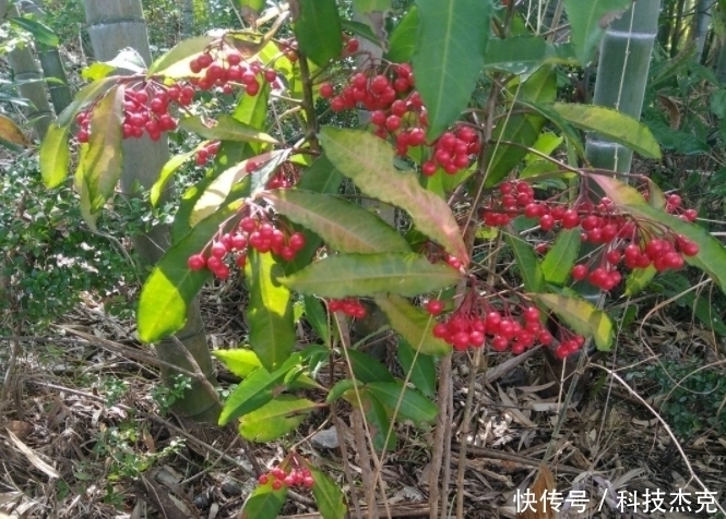 红凉伞|路边遇见这几种小植物，建议及时移栽，个个是好盆景
