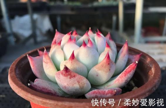 提醒肉友:换盆土,你弄清楚什么时候动手合适,如何操作了吗?