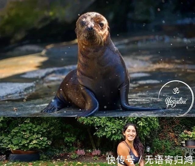 瑜伽|如果动物也“瑜伽”是什么样子?这只熊猫也太萌了