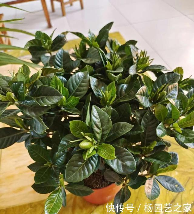 栀子茉莉|栀子茉莉最爱两种水，秋季记得喝，长成老桩盆景，开春冒花苞
