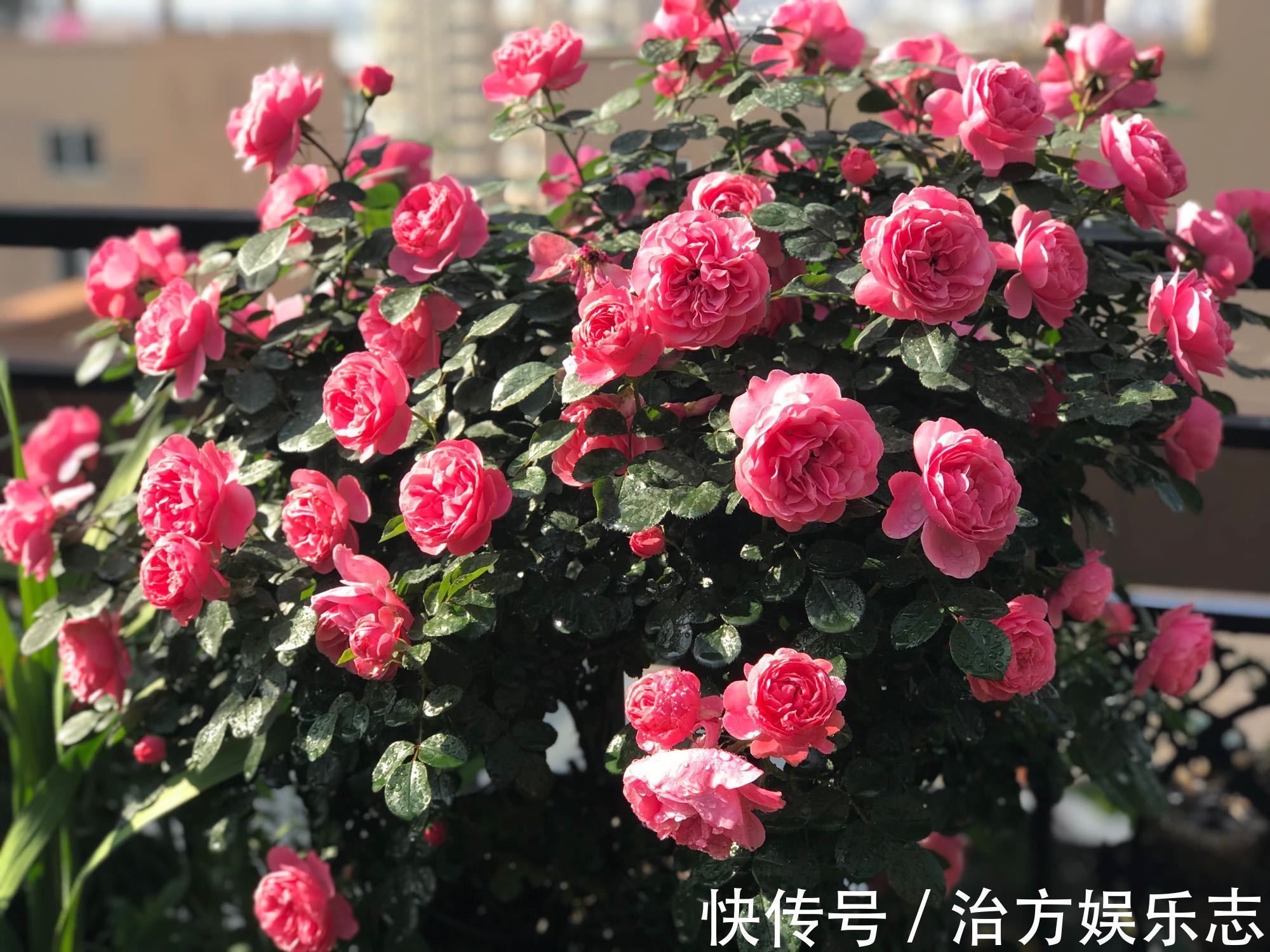 繁星点点|仙气十足,漂亮不输玫瑰花,扦插就能活,这种盆栽花,值得拥有