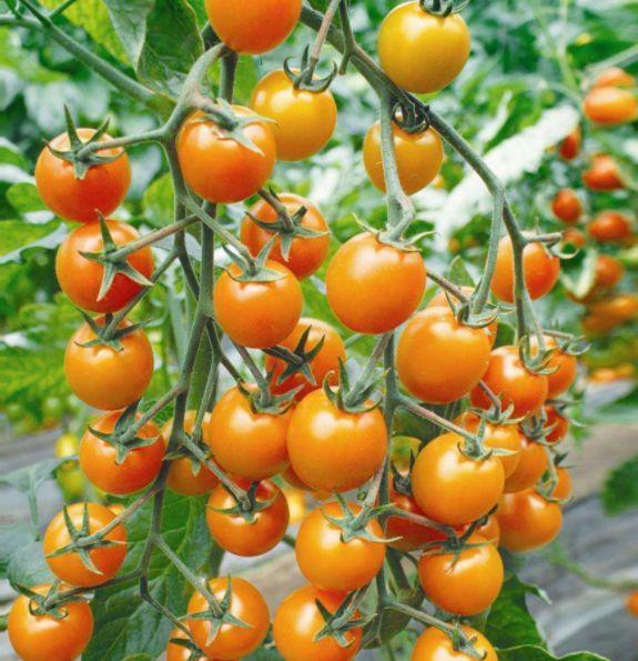 阳台种盆菜,比花还好看,结果还能吃,别提多美了