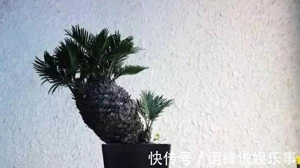 4种植物挺着“大肚子”,摆在客厅,不但寓意好,而且耐旱好养