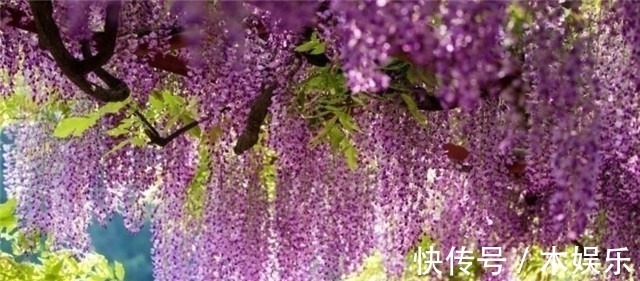 紫藤树#紫藤花下渐黄昏,白居易不喜欢紫藤花,却留下了经典的紫藤花诗