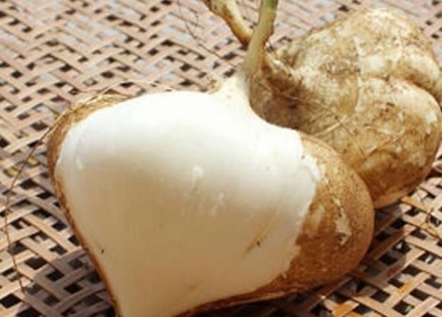 凉薯|农村一波波的“野草”,叶子有毒根部却大如鹅蛋,多吃可降脂降压