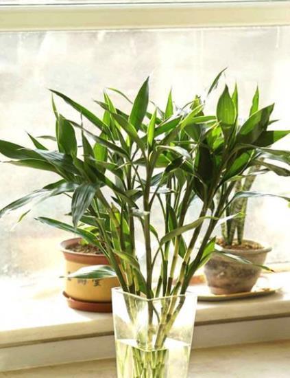 耐阴花|北阳台空荡荡不好看？摆上5种耐阴花，不晒太阳也能绿油油