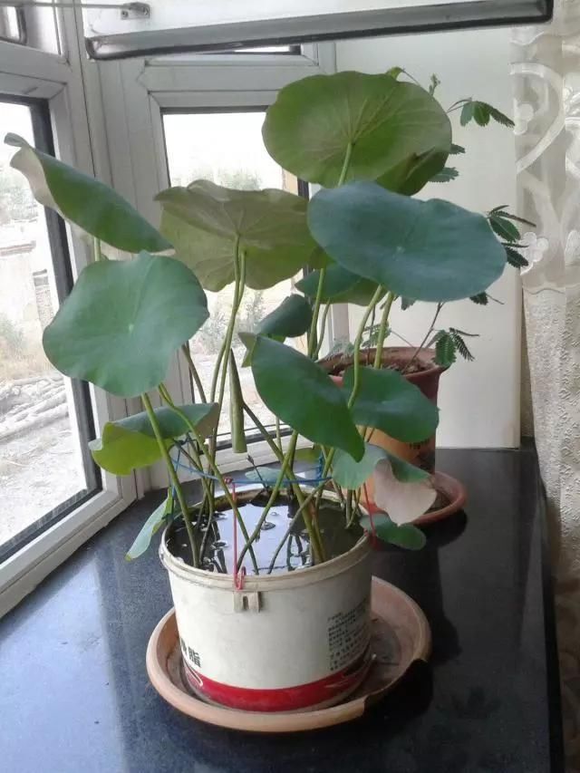 用3招，就能养出漂亮的盆栽，不愁没有花盆用了