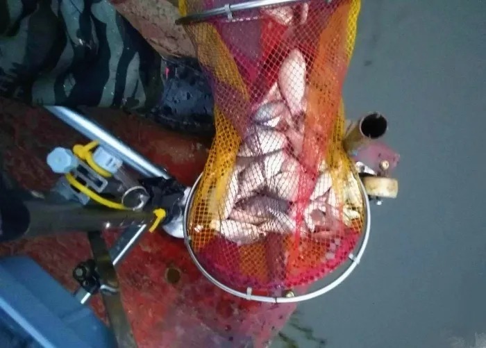 千算万算,怎么也没算到,这样一种窝料才是“对付”板鲫的法宝