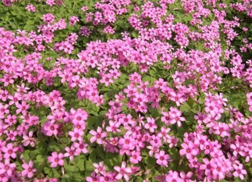 她只种一种花，却开出一片花，开花惊艳又漂亮，邻居看了都羡慕