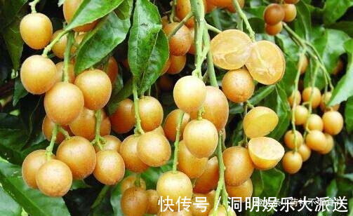 化痰平喘|天然的“止咳药”找到了,每天一碗,化痰平喘,比吃止咳药还好!