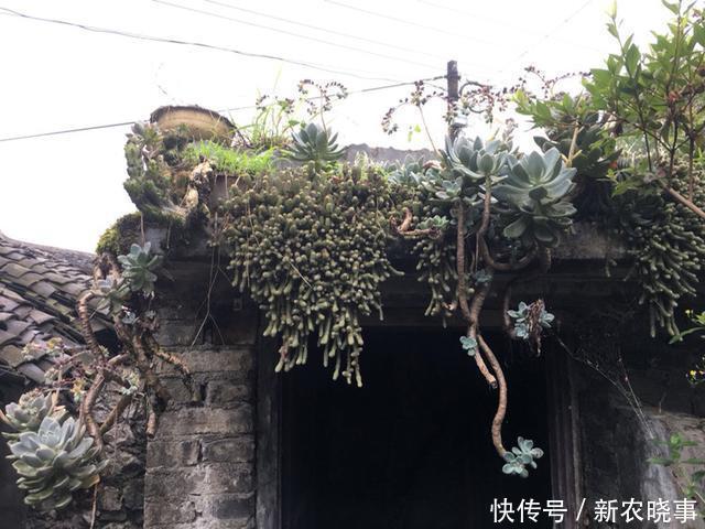 肉肉|当多肉进入了农村,你还相信这是你当宝贝一样的肉肉吗