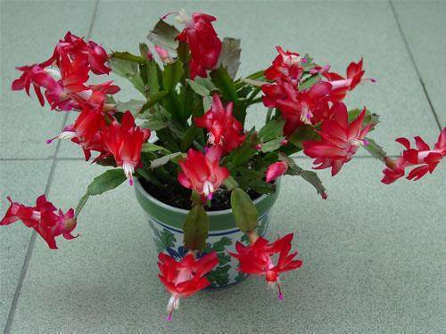 资深花友用“一招”把蟹爪兰养爆了,花开一层一层,特美