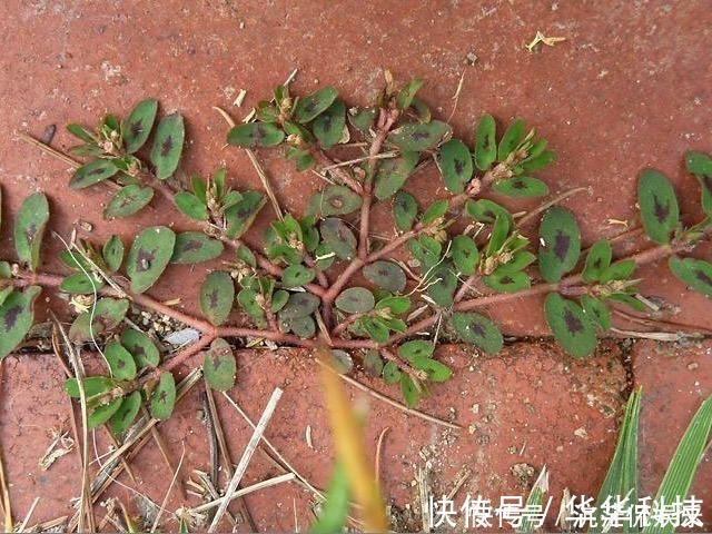 神药|农村墙角一野草，又叫“血见愁”，是一味“止血神药”，你认识吗