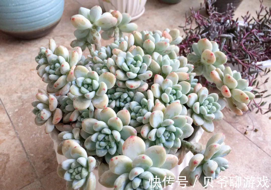 多肉劳尔冬天怎么养,做好这三点,也能红润饱满香味浓