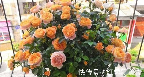 棒棒糖|3种木质花卉，开花漂亮花期超长，越养越漂亮，是盆栽佳品！