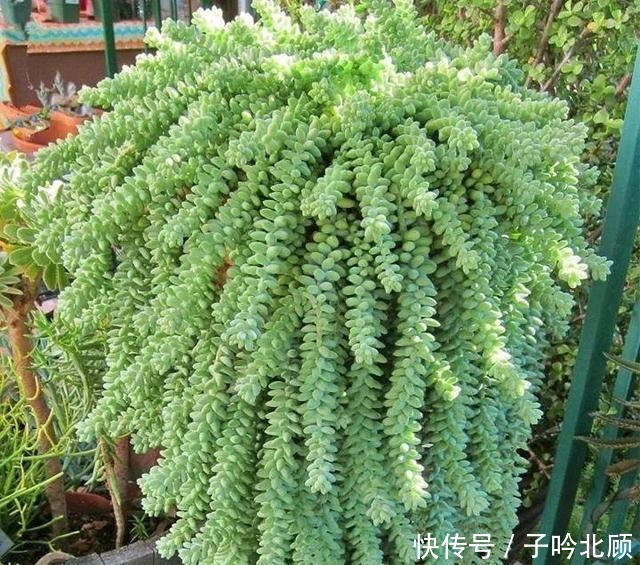 张大妈家的“多肉”又爆盆了,把我给看得“眼红”了!