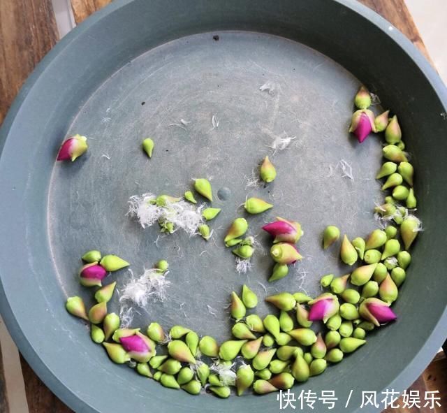 养护|想让太阳花“满盆”冒花苞有2个“关键”方法,保准有用