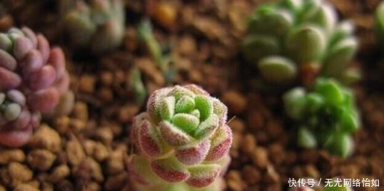美成|6种长不大的多肉,阳台摆上几盆,小小的、萌萌的,美成一首诗!