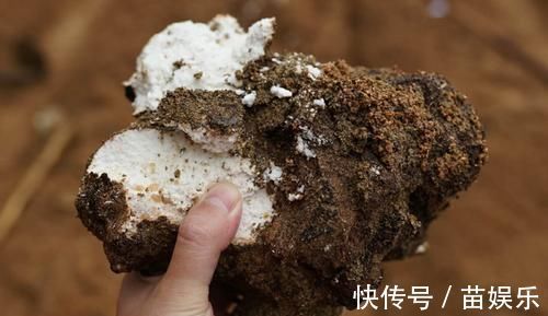 绿豆芽|体内湿气重的人,放开肚皮吃6物,帮你祛湿排毒,体重慢慢降