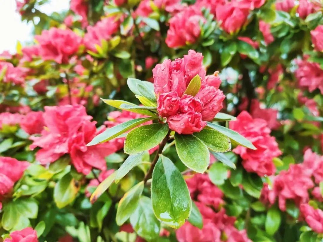 满山杜鹃开，人间芳菲地，这个春天相约云上高坪！