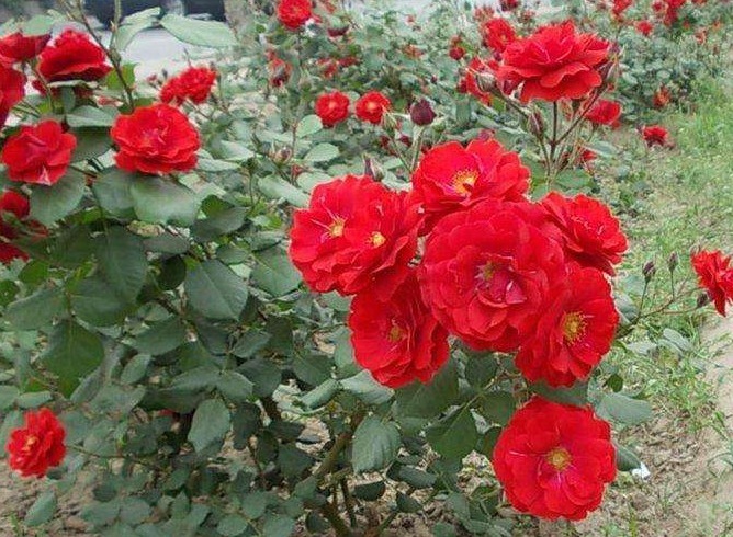 夏季想养盆月季花这五种月季花好养护，轻松开满盆，开花美极了