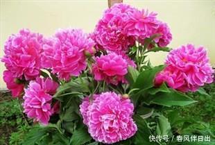 养花别贪小便宜,6种花草再喜欢也别买,不对版养不活白费力!