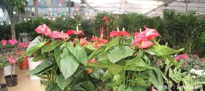 花市买花时,尽量避开“此2种”,还有花友敢买,拿回家就养死